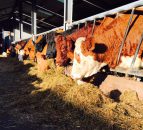 Northern Ireland strives for BSE negligible risk status