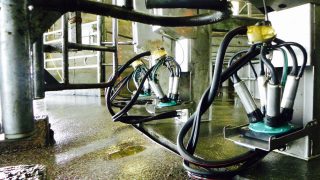 British dairy production starting to slow as farmers cut feed bills