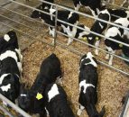 Chief vet urges farmers to respond to live export consultation