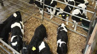 North’s farmers to receive EU aid to remove BVD-positive calves