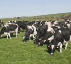 Cattle feed additive will cut methane emissions by 30%