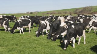 Cattle feed additive will cut methane emissions by 30%