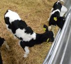 What can farmers expect from a BVD herd investigation?