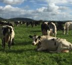 Best-practice guidelines for dairy farmers this month