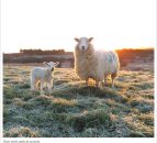Pics: Lambing 2016 is well underway on farms across the country