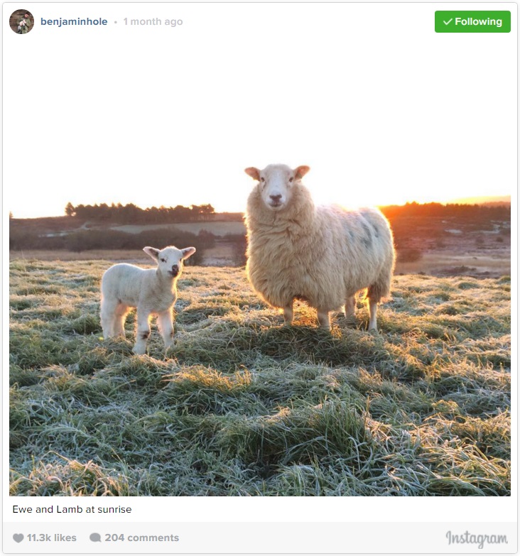 Lambing