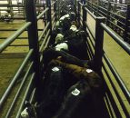 Over 4,000 'severe breaches' of animal welfare rules at UK abattoirs - Report