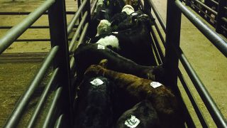 Over 4,000 ‘severe breaches’ of animal welfare rules at UK abattoirs – Report