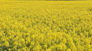 Volunteer crops main cause of elevated erucic acid levels in OSR