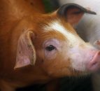 The future of Northern Ireland’s pig industry is in doubt - UFU
