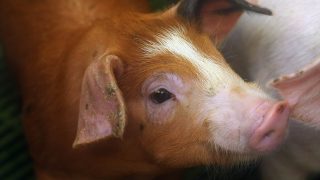 The future of Northern Ireland’s pig industry is in doubt – UFU