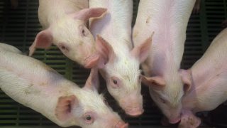 ‘Strong demand from China driving pork prices for Q3’