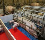 Russia plans 1.2m head pig farm to supply Chinese market