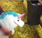 Video: This is a calving with a difference!