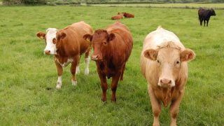 Cross-border beef price gap falls from almost €200 to €3/head