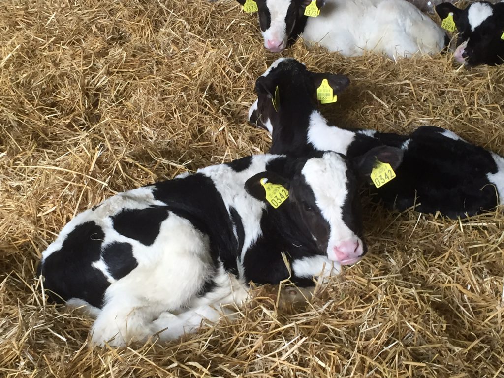 calving
