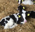 Higher number of dairy calf births when there's a full moon, study finds