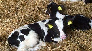 Higher number of dairy calf births when there’s a full moon, study finds