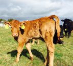 Department temporarily suspends authorisation of NI cattle tags yet again
