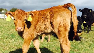 Farmers who retain BVD-infected calves ‘pose a risk to the entire industry’