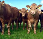 Organic milk and meat is 'more beneficial' than conventionally produced products