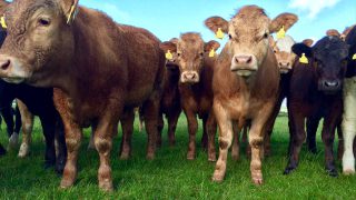 ‘Beef price to remain under pressure for rest of 2016’