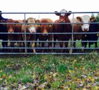 38% of Northern Irish steer carcasses fail to met retail spec - LMC