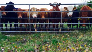 Are there benefits with out-wintering store cattle?