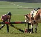 Video: Meet the cow trained to jump like a horse
