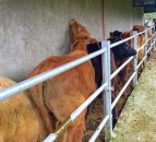 TB levels down on 2014 levels - here's where has the worst herd incidence