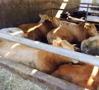 Up to 16c/kg difference in the beef price quoted and paid in Northern Ireland