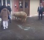 Pig shows up at US polling station - not the first time an animal has turned up unexpectedly!
