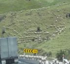 Video: Hundreds of sheep 'lamp-pede' down mountainside