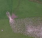 Video: Great footage of sheep herding in New Zealand