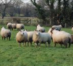 Sheep numbers in the North reach highest level since 2004