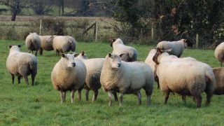 Sheep numbers in the North reach highest level since 2004