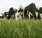 How to hit the 60% spring grazing target by mid-March