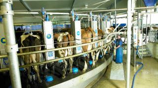 Fonterra cuts its forecast milk price to less than 18c/L