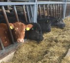 Beef price gap between the North and the Republic widens again