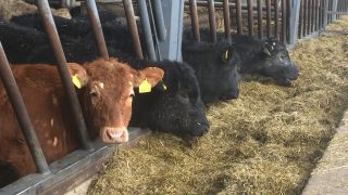 Beef price gap between the North and the Republic widens again