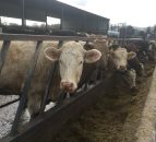 Managing herd health key when making the switch to organic beef