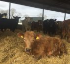 10 steps to make before switching to organic beef production