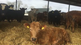 10 steps to make before switching to organic beef production