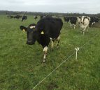 'Innovative changes needed in NI dairy industry'
