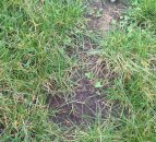 Soil analysis shows much work to be done on improving soil condition