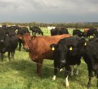 UK Dairy Day unveils coloured breed judges for 2024 event