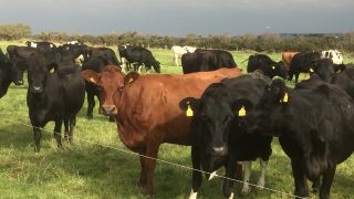 What average price can dairy farmers expect over the next five years?