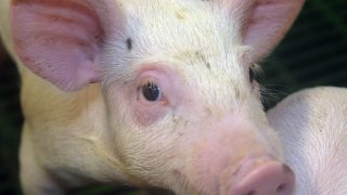 Prime pig prices follow seasonal trend