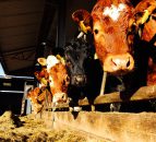 UK cattle trade sees biggest fall since Christmas