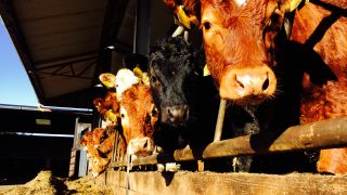 UK cattle trade sees biggest fall since Christmas
